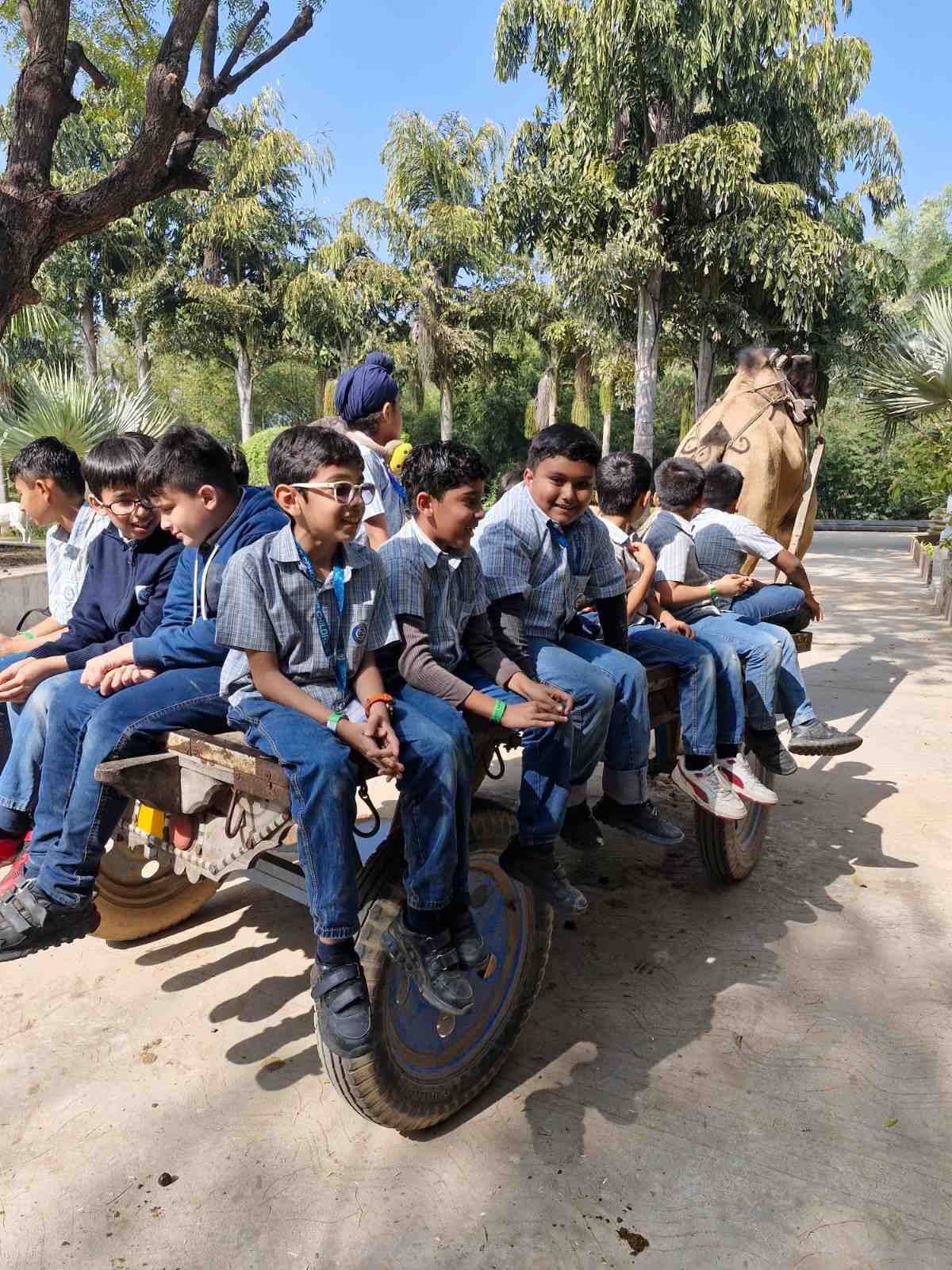 Group of happy students on a camel cart ride