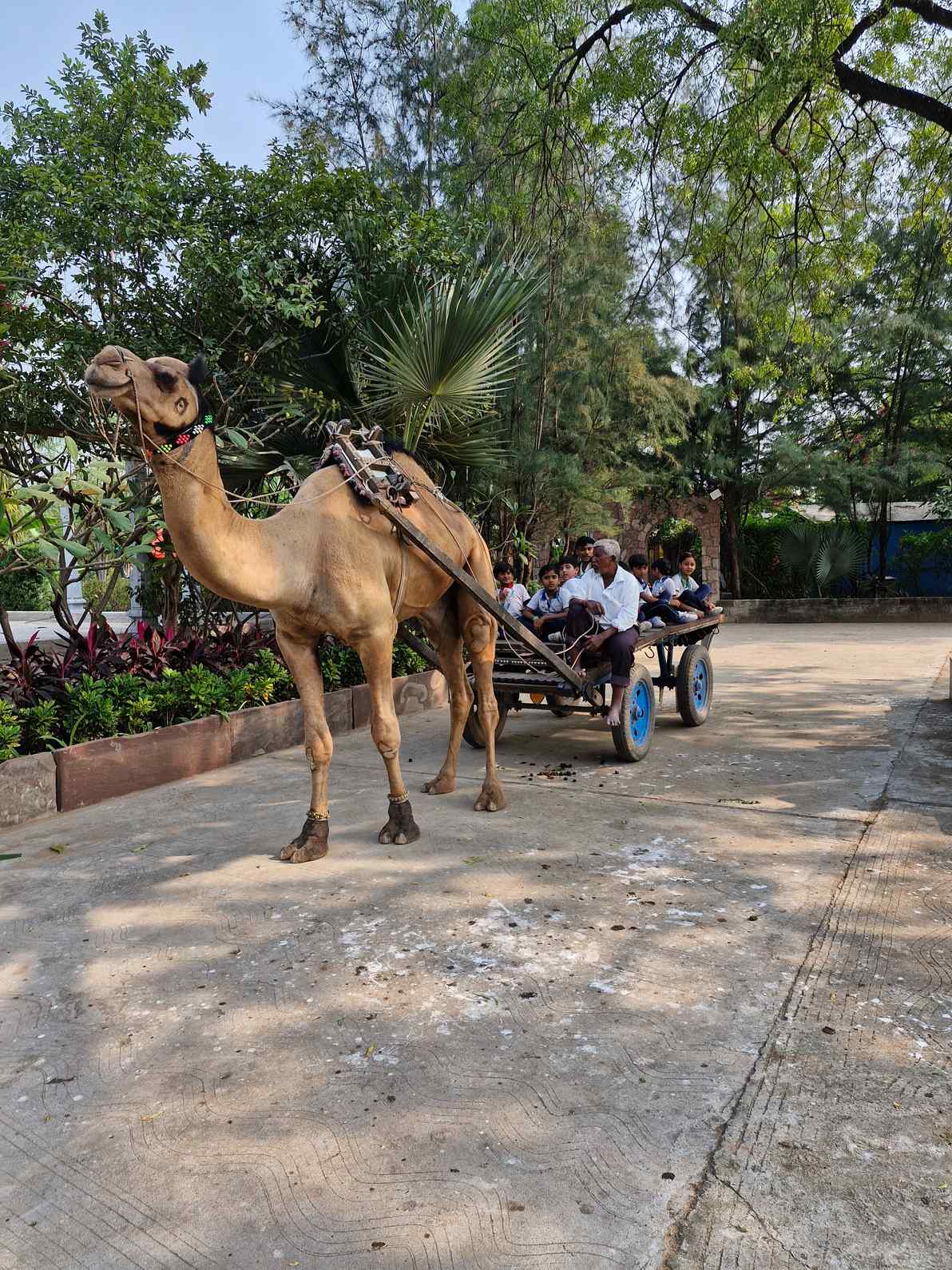 Camel pulling cart with students