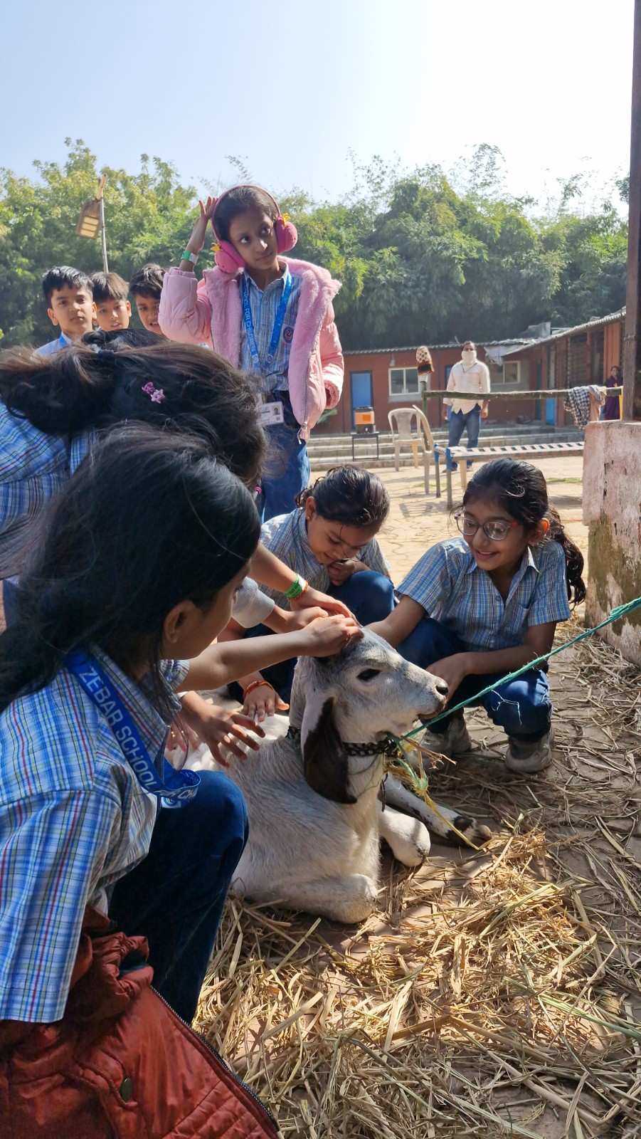 Girls gently petting a white calf