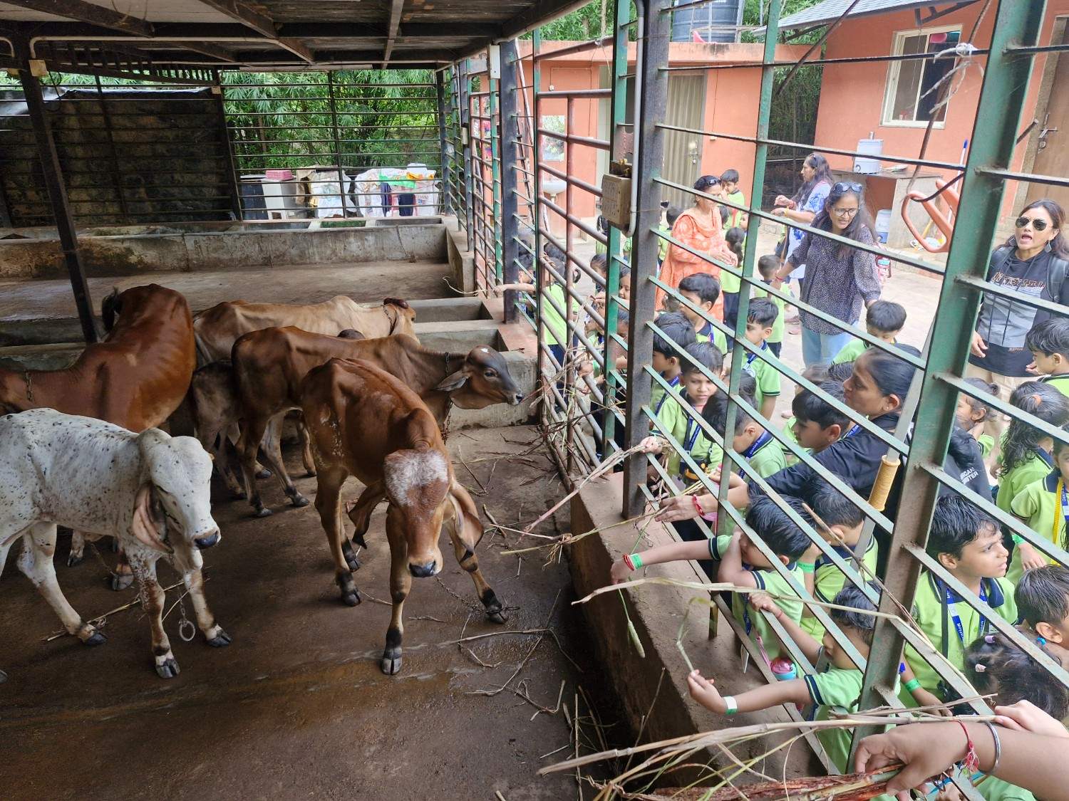Kids feeding fodder to cows in the shed