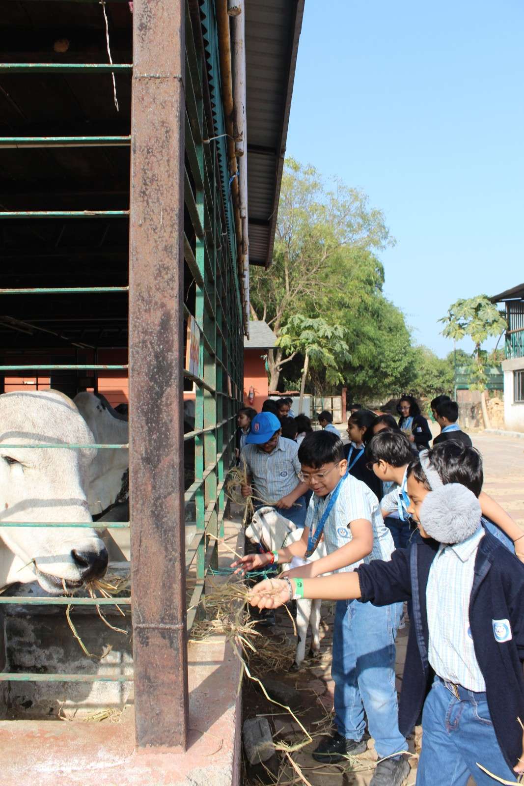 Students feeding grass to cows at the farm