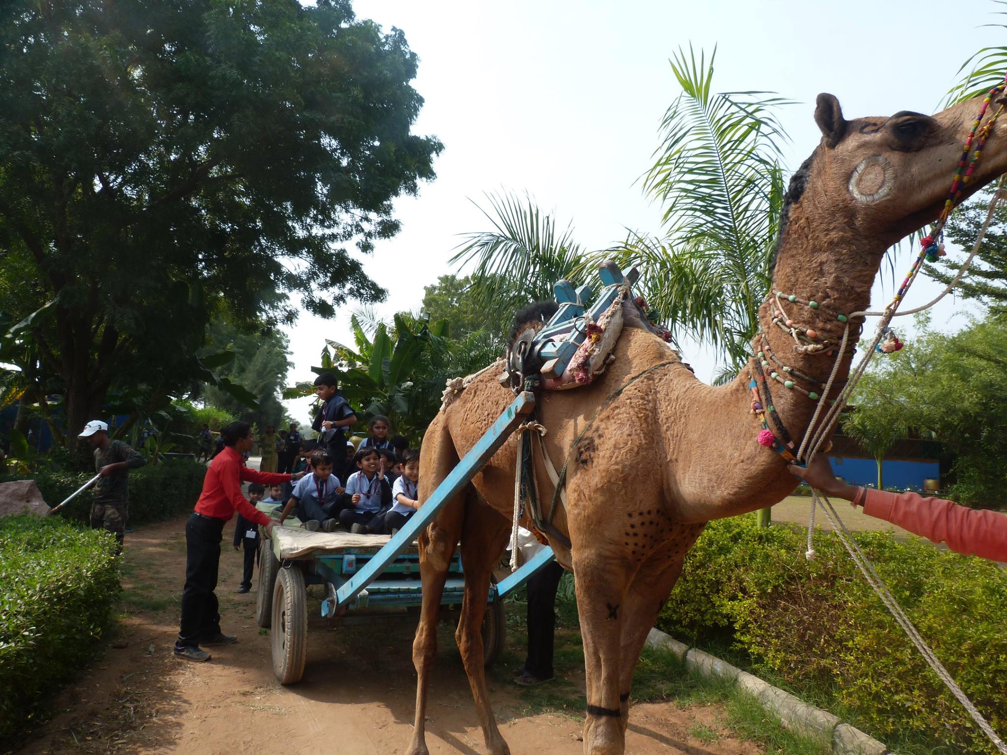 Camel pulling a cart full of students