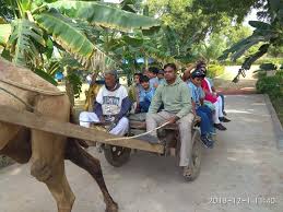 Front view of camel cart ride with students