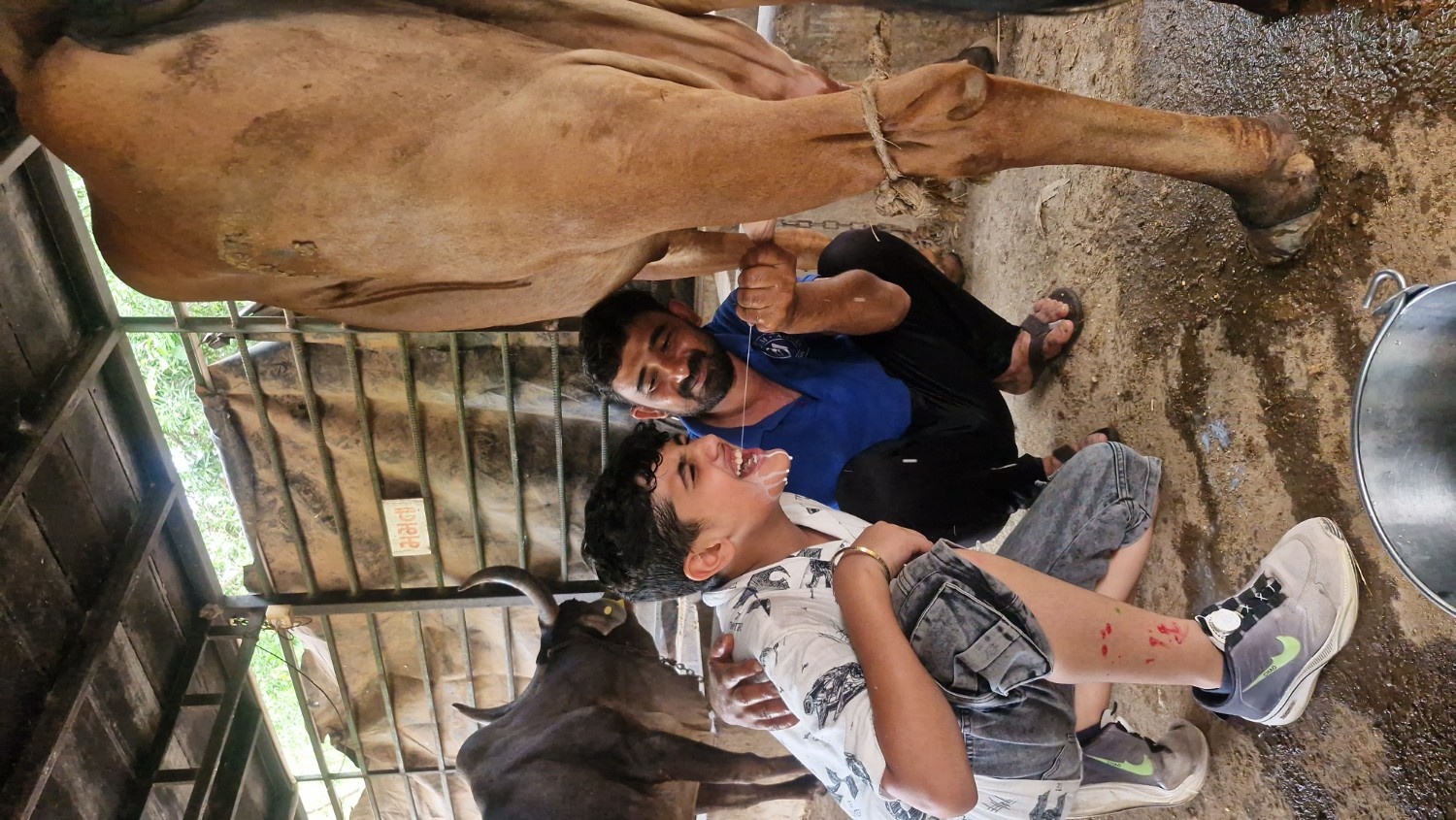 A laughing boy crouching next to a cow while a farmer playfully squirts fresh milk directly into his mouth