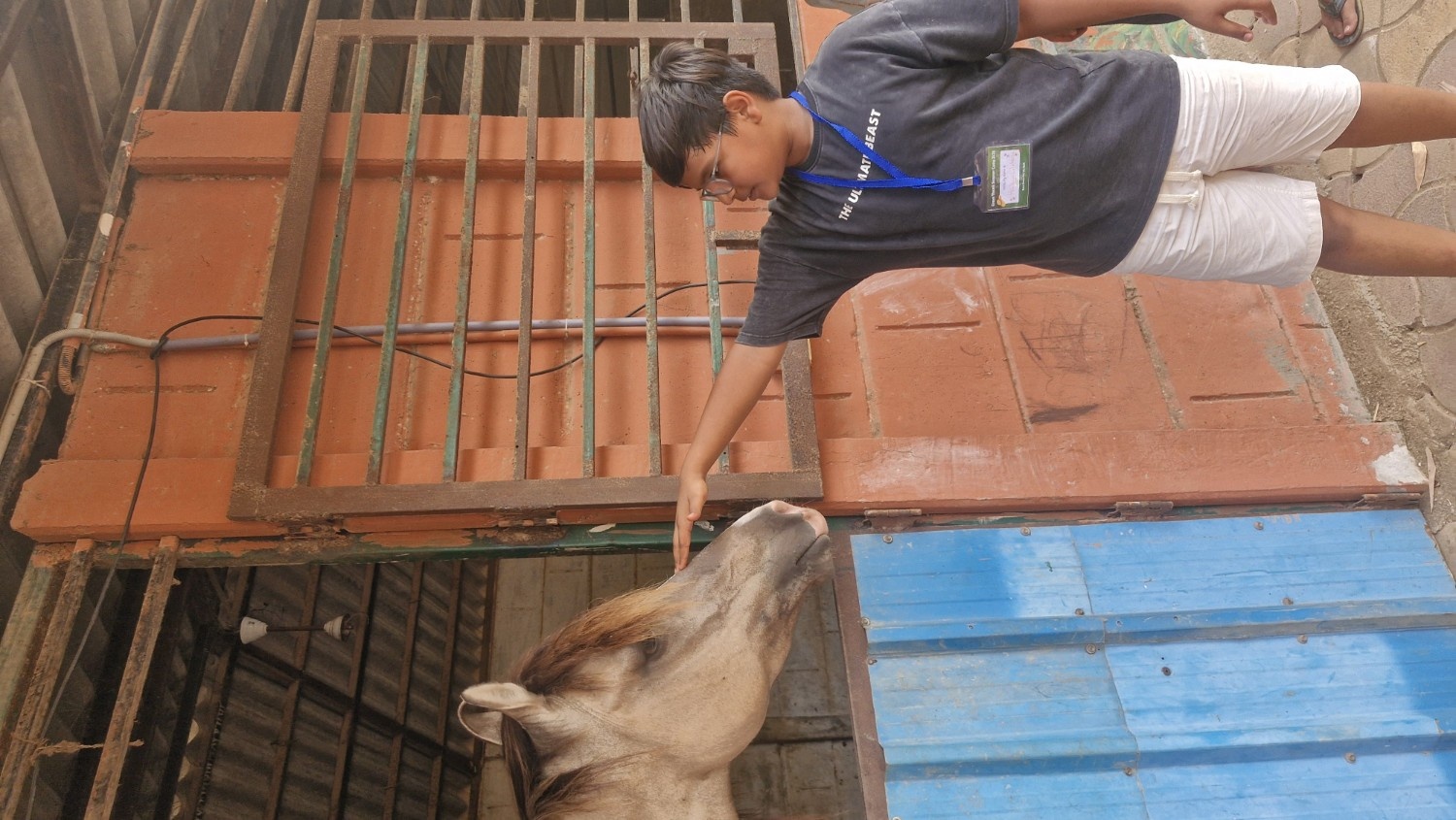 A camper wearing glasses gently petting a light brown horse looking out from its stable