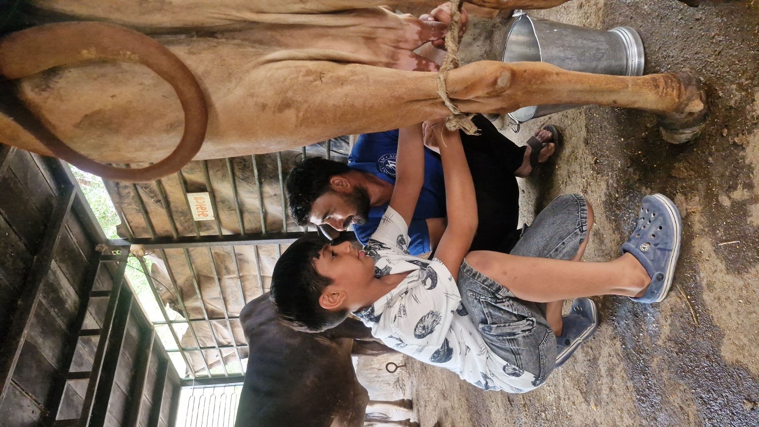 A curious boy crouching close to attentively watch a farmer milking a brown cow into a metal bucket