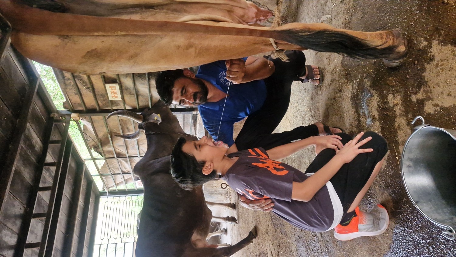 A young boy at a dairy farm catching a stream of fresh milk from a cow directly in his mouth
