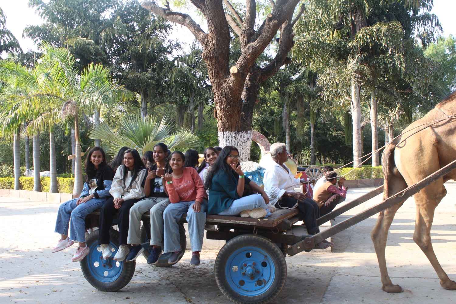 Group of students enjoying a traditional camel cart ride