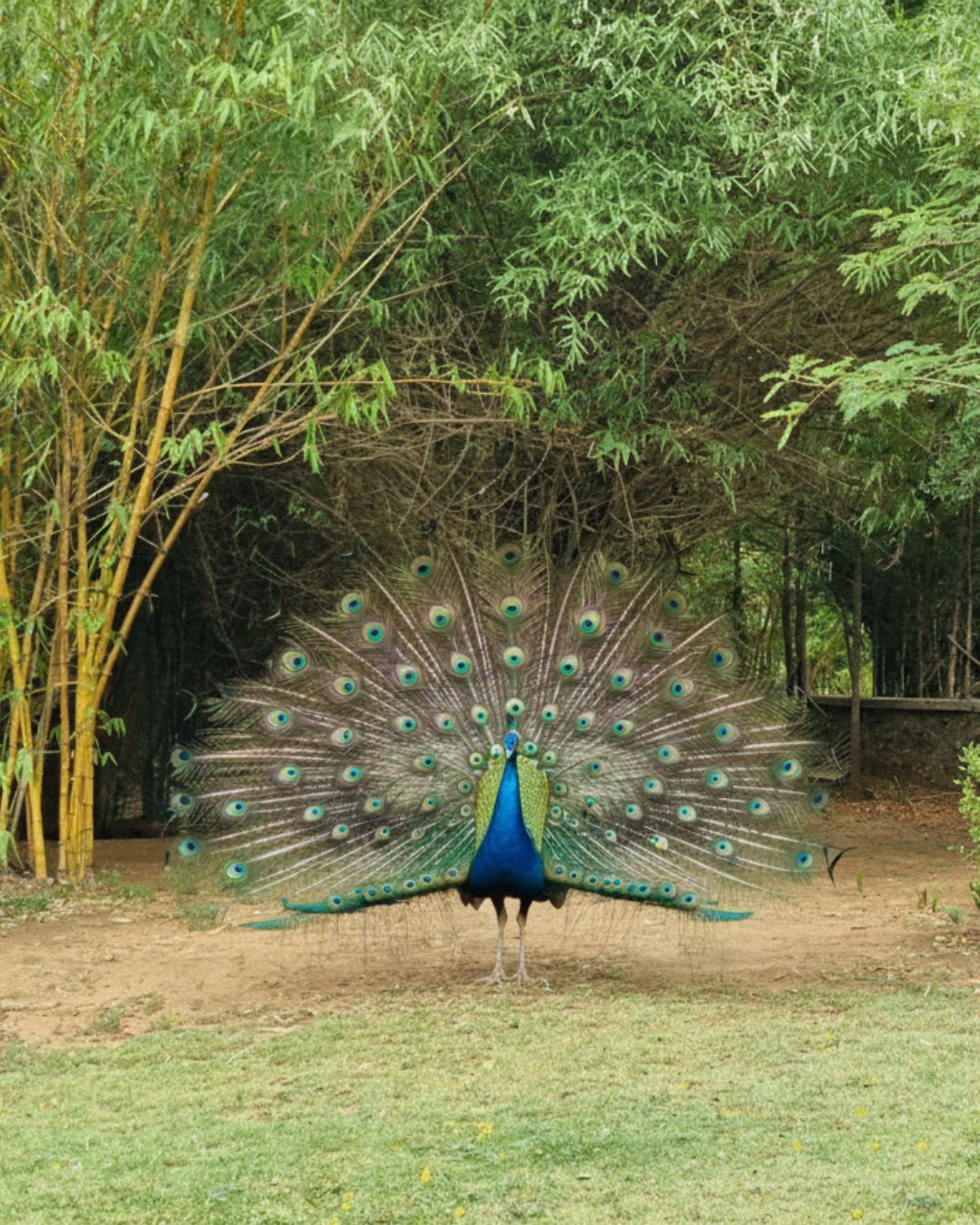Beautiful peacock displaying vibrant feathers
