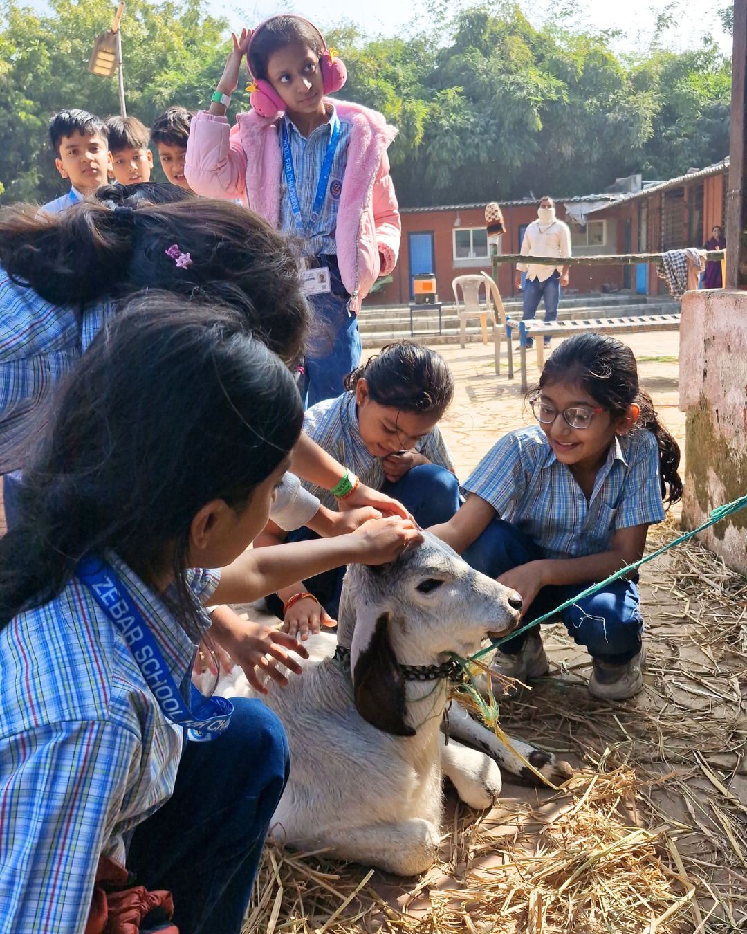 Students gently petting a young calf on the farm