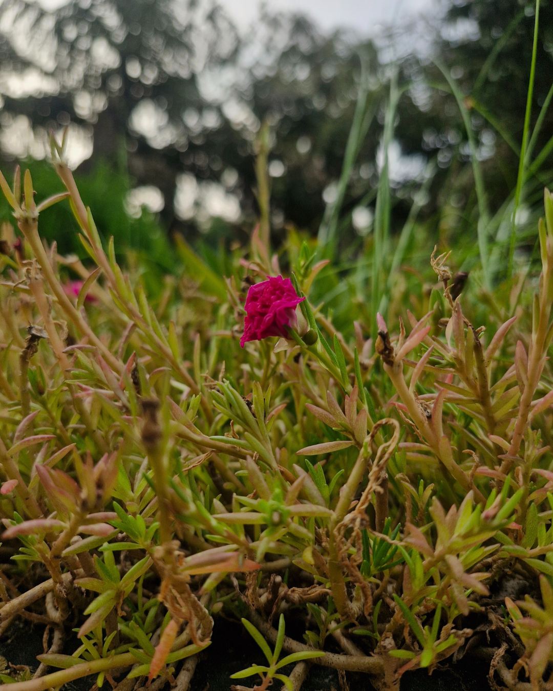 Close up of magenta Moss Rose Portulaca flower in green foliage
