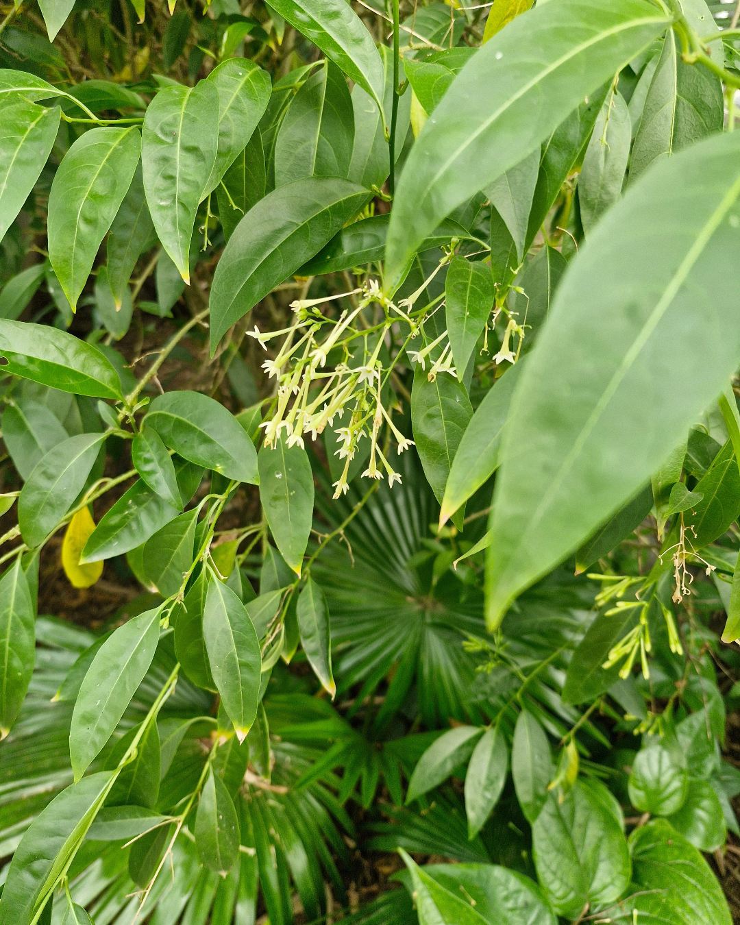 Night Blooming Jasmine or Raat Ki Rani buds and leaves
