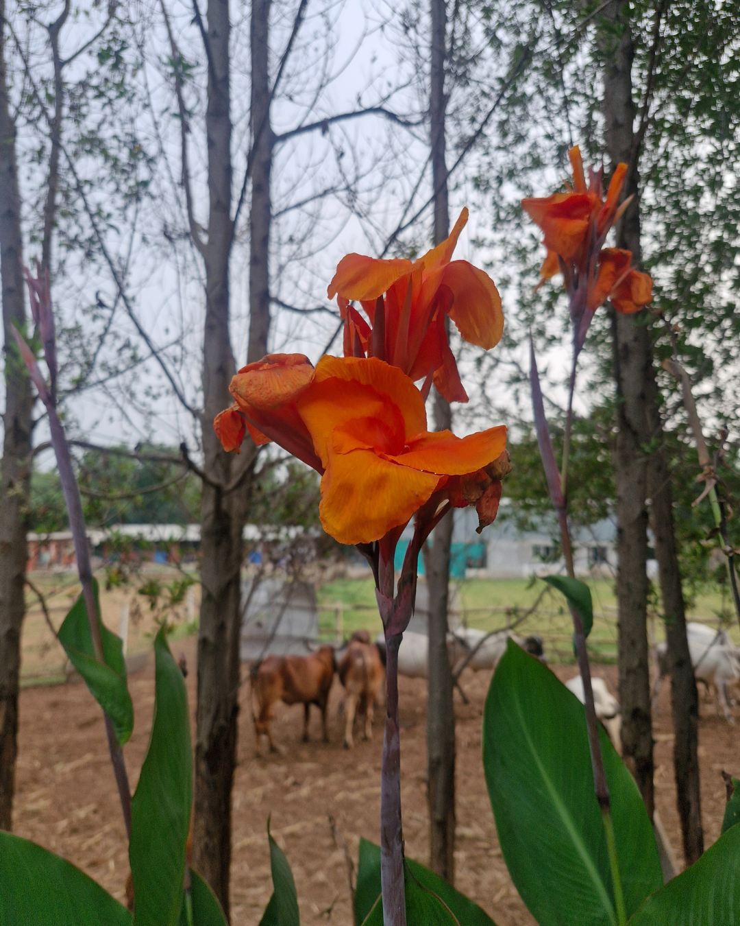 Bright orange Canna Lily flower in flowers