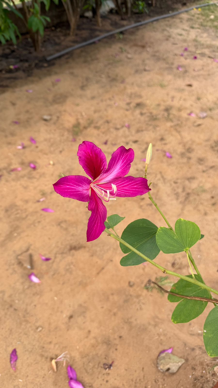Close up of purple Bauhinia Orchid Tree flower