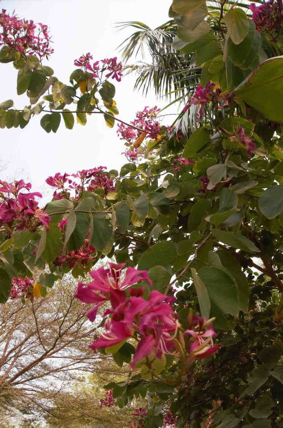 Purple Bauhinia Orchid Tree in full bloom