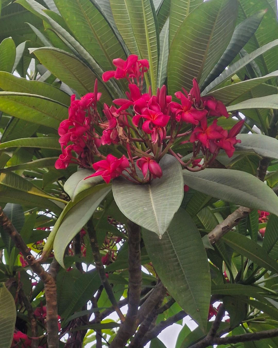 Dark pink and red Frangipani Plumeria flowers