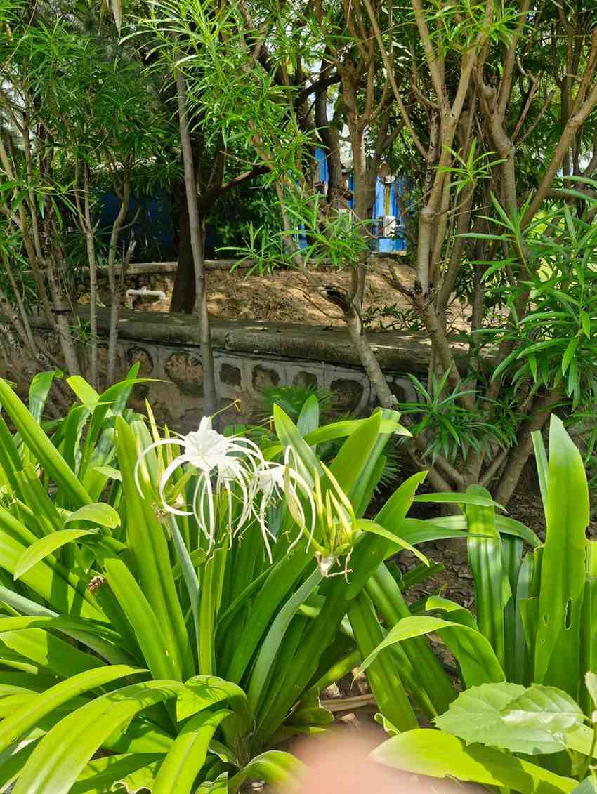 White Spider Lily Hymenocallis blooming in garden