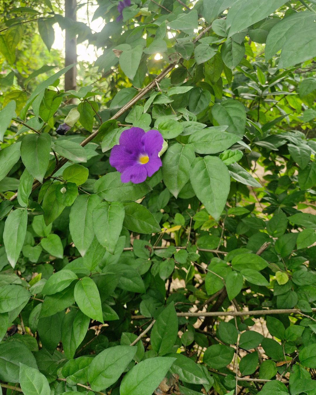 Purple Bush Clock Vine flower Thunbergia Erecta