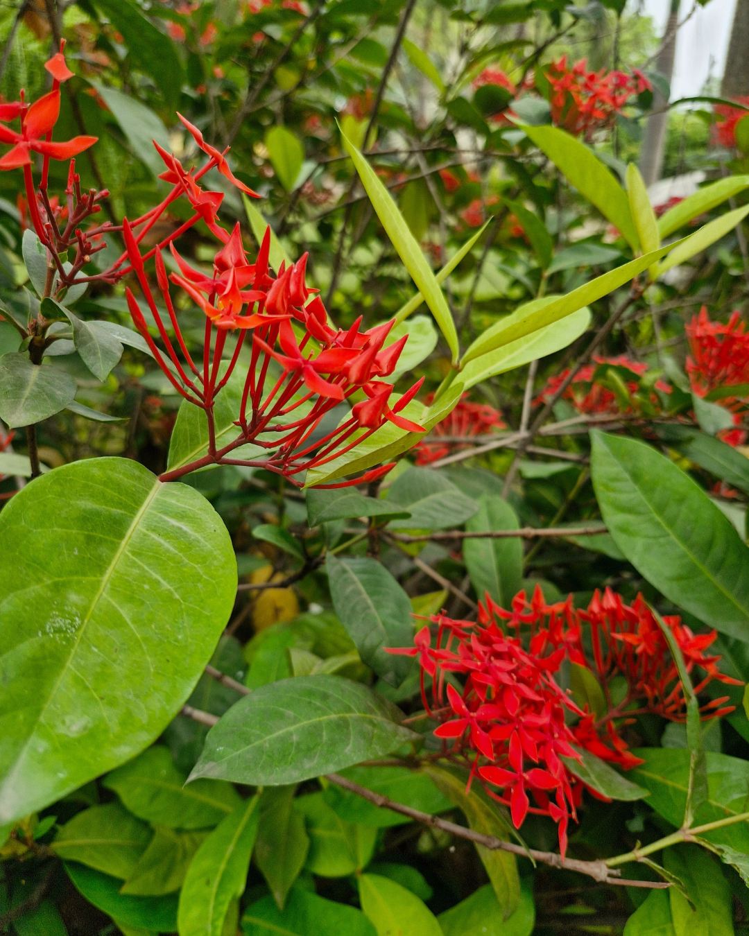 Red Ixora Jungle Geranium flower cluster