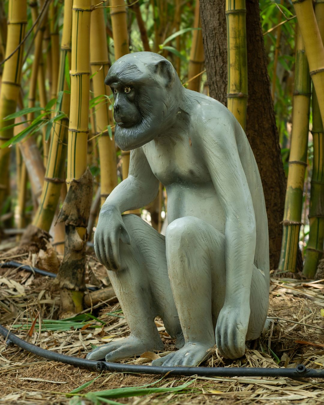 Grey langur monkey statue sitting near bamboo trees