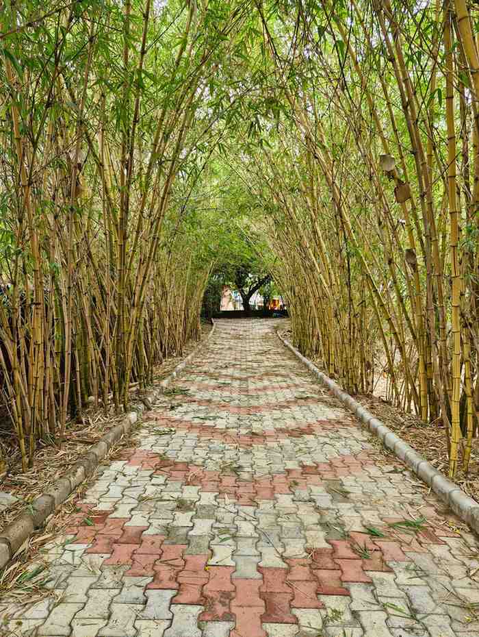 Scenic walking path covered by a natural bamboo archway tunnel