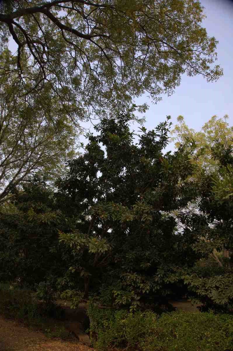 Lush green tree canopy providing natural shade in the garden