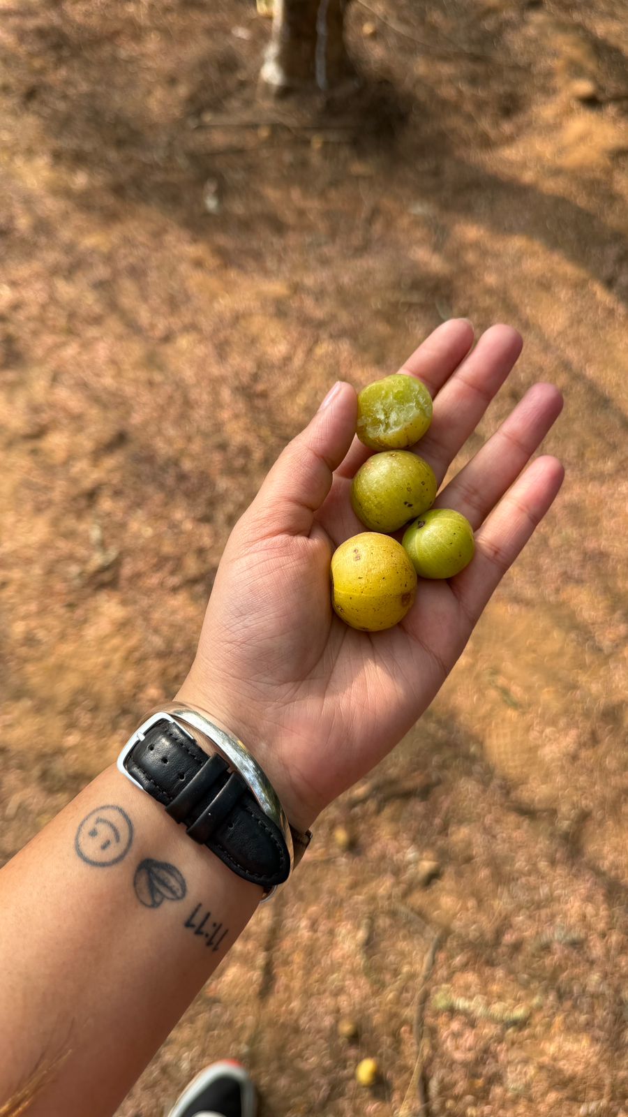 Hand holding freshly harvested organic Amla fruit from the garden