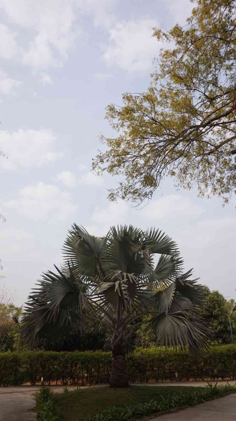 Exotic Silver Fan Palm tree adding beauty to the landscape