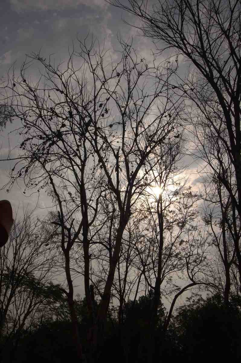 Artistic silhouette of bare tree branches against a cloudy evening sky